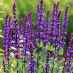 Caradonna Salvia -Plant Finder Shop salvia caradonna sage 1