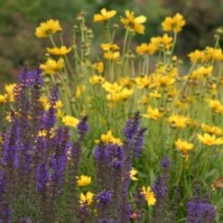 High Country Meadow Native Wildflower Seed Mix -Plant Finder Shop salvia coreopsis meadow