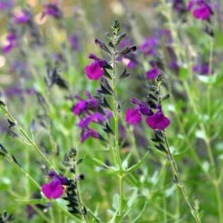 FlowerKisser® Dark Shadows Salvia -Plant Finder Shop salvia flowerkisser dark shadows
