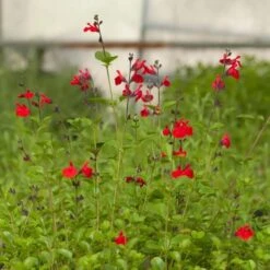 Furman's Red Texas Salvia 10 Furman's Red Texas Salvia -Plant Finder Shop salvia furmans red garden flower