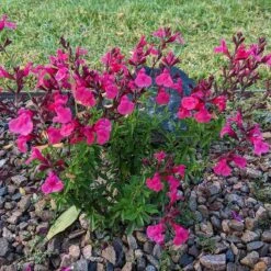 Cold Hardy Pink Texas Salvia -Plant Finder Shop salvia greggii 2