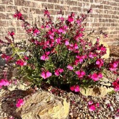 Cold Hardy Pink Texas Salvia -Plant Finder Shop salvia greggii 3