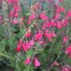FlowerKisser® Coral-Pink Salvia -Plant Finder Shop salvia greggii wwg003 flowerkisser coral pink sage cropped 3