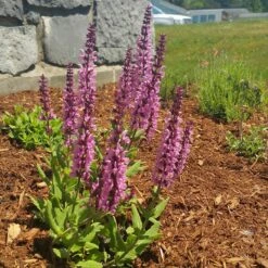 Lyrical™ Rose Salvia -Plant Finder Shop salvia lyrical rose office garden
