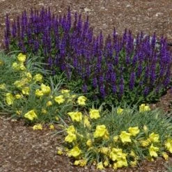 Little Night Salvia -Plant Finder Shop salvia nemerosa little night oenothera shimmer