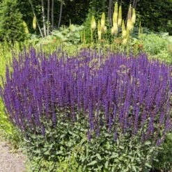 Caradonna Salvia -Plant Finder Shop salvia nemorosa caradonna sage 1 1