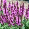 Rose Marvel Salvia -Plant Finder Shop salvia nemorosa rose marvel salvia 1