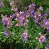 Dwarf Common Sage (Salvia) 2 Dwarf Common Sage (Salvia) -Plant Finder Shop salvia officinalis minimus 1