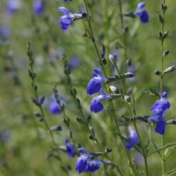 West Texas Grass Salvia -Plant Finder Shop salvia reptans blue flowers