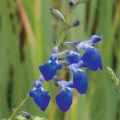 West Texas Grass Salvia -Plant Finder Shop salvia reptans west texas grass sage blue flowers