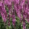 Salvia Collection -Plant Finder Shop salvia sylvestris balyricose 678071635 cropped 3