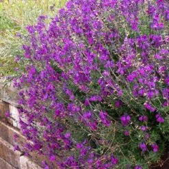 Habitat Hero Birdwatcher Pre-Planned Garden -Plant Finder Shop salvia ultra violet over wall pu