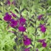 FlowerKisser® Dark Shadows Salvia -Plant Finder Shop salvia x wwg01 flowerkisser dark
