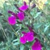 FlowerKisser® Royal Rose Salvia -Plant Finder Shop salvia x wwg04 flowerkisser royal rose sage pink blooms