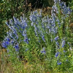 Salvia Collection -Plant Finder Shop salvia azurea chatfield cropped 4