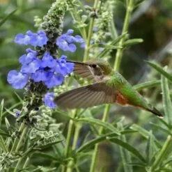 Prairie Salvia -Plant Finder Shop salvia azurea sq
