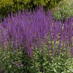 Caradonna Salvia -Plant Finder Shop salvia caradonna cropped 1