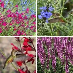 Salvia Collection -Plant Finder Shop salvia collection collage