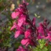 Cold Hardy Pink Texas Salvia