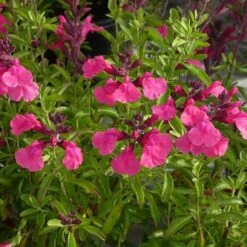 Plant Finder Shop -Plant Finder Shop salvia greggii cold hardy pink close up cropped 1