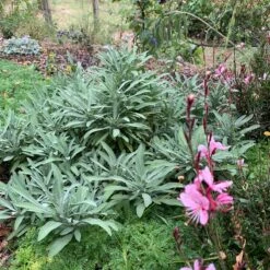 Dwarf Common Sage (Salvia) 7 Dwarf Common Sage (Salvia) -Plant Finder Shop salvia minima lc img 8468