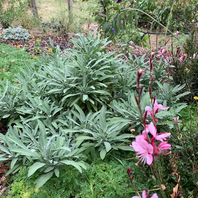 Dwarf Common Sage (Salvia) 5 Dwarf Common Sage (Salvia) - Image 3