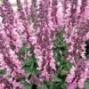 Lyrical™ Rose Salvia -Plant Finder Shop salvia nemorosa balyricose