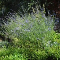 West Texas Grass Salvia -Plant Finder Shop salvia reptans sq