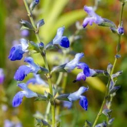 West Texas Grass Salvia -Plant Finder Shop salvia reptans sq1