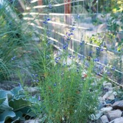 West Texas Grass Salvia -Plant Finder Shop salvia reptans sq2