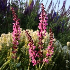 Lyrical™ Rose Salvia -Plant Finder Shop salvia sylvestris balyricose 676836163 cropped