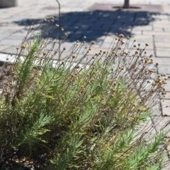 Plant Finder Shop -Plant Finder Shop santolina chamaecyparissus gray santolina flowers