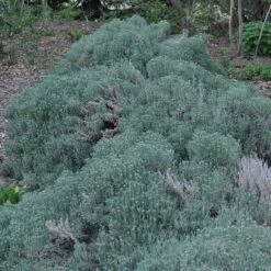 Gray Santolina 13 Gray Santolina -Plant Finder Shop santolina chamaecyparissus gray santolina spring