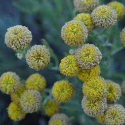 Gray Santolina 12 Gray Santolina -Plant Finder Shop santolina chamaecyparissus gray santolina summer flowers close up