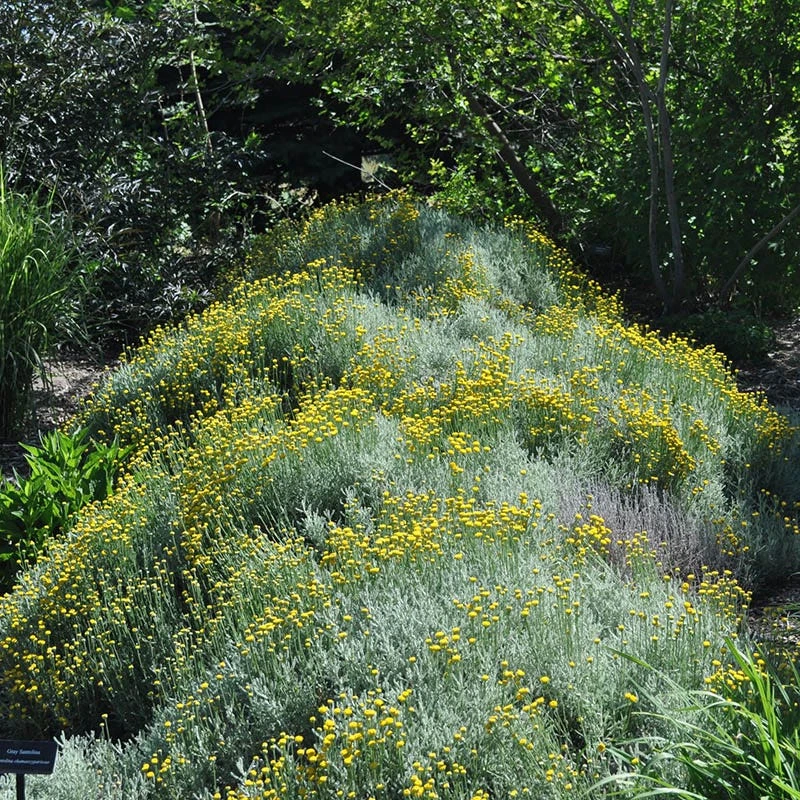 Gray Santolina 3 Gray Santolina