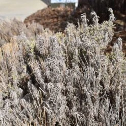 Gray Santolina 15 Gray Santolina -Plant Finder Shop santolina chamaecyparissus gray santolina winter