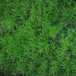 Green Santolina -Plant Finder Shop santolina rosmarinifolia green santolina spring foliage