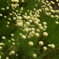 Green Santolina -Plant Finder Shop santolina rosmarinifolia green santolina summer cream flowers