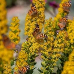 Watershed Wise Pre-Planned Garden -Plant Finder Shop saxon holt painted lady with solidago wichita mountains 1