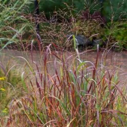 Shenandoah Switch Grass -Plant Finder Shop saxon holt panicum shenandoah