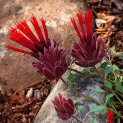 Marian Sampson Scarlet Monardella 8 Marian Sampson Scarlet Monardella -Plant Finder Shop scarlet monardella marian sampson close up 1