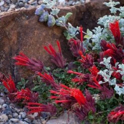 Plant Finder Shop -Plant Finder Shop scarlet monardella marian sampson whole plant 1