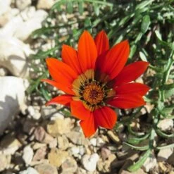 Scarlet Tanager Gazania -Plant Finder Shop scarlet tanager african daisy flower single