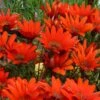 Scarlet Tanager Gazania 2 Scarlet Tanager Gazania -Plant Finder Shop scarlet tanager african daisy flowercloseup