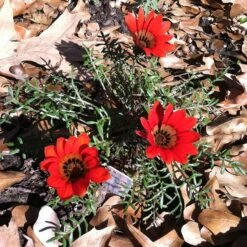 Scarlet Tanager Gazania -Plant Finder Shop scarlet tanager african daisy ground trio