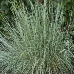 Habitat Hero Birdwatcher Pre-Planned Garden -Plant Finder Shop schizachyrium prairie blues wal