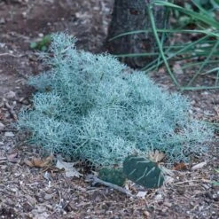 Seafoam Artemisia -Plant Finder Shop seafoam artemisia sq