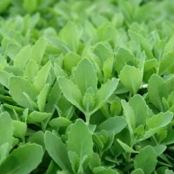 Autumn Fire Sedum -Plant Finder Shop sed autumnfire fol northcreek nu