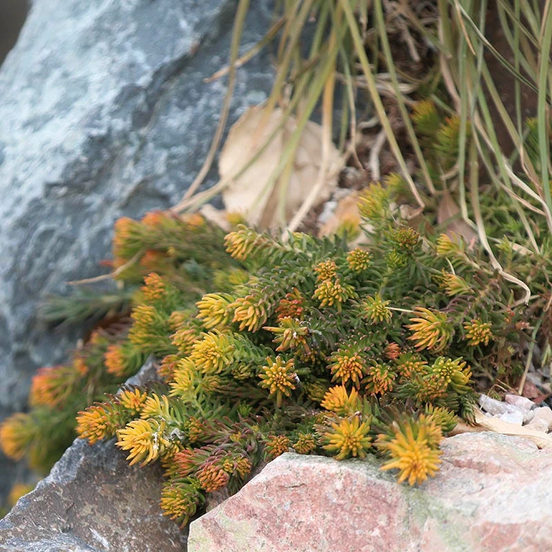 Angelina Sedum 7 Angelina Sedum - Image 5