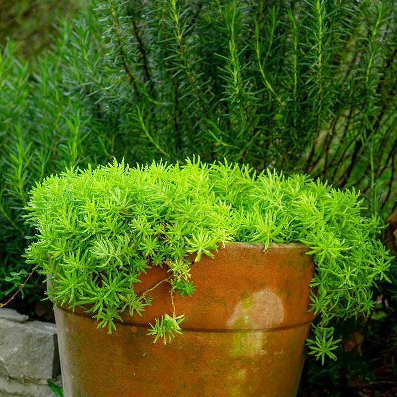 Angelina Sedum 8 Angelina Sedum - Image 6